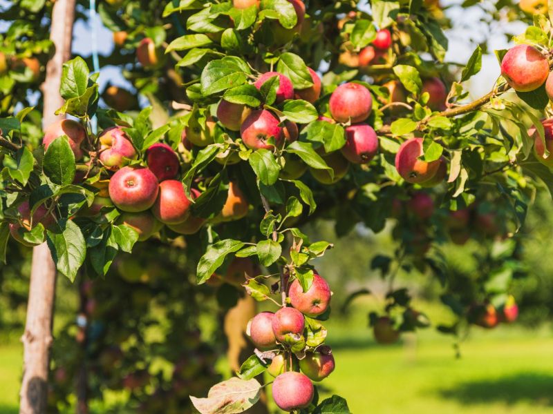Rote Äpfel auf Hochstamm.jpg