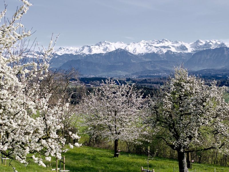 Blühende Bäume mit Bergen.jpg